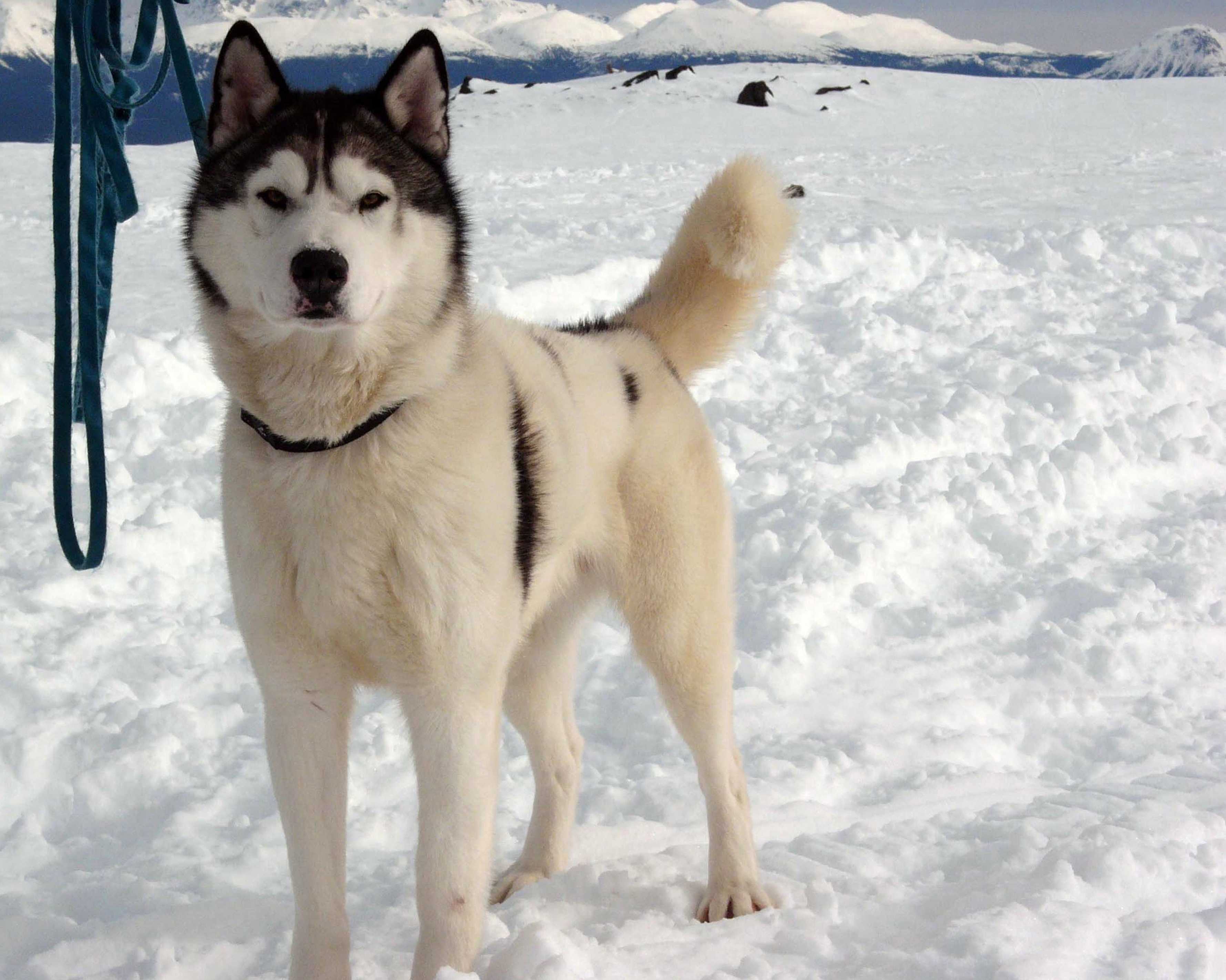 马歇尔 /a>执导, a href="#" data-lemmaid="21202">保罗·沃克 /a>