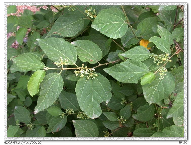 p>柄翅果,学名:burretiodendron esquirolii (levl.)rehd.,渐危种.
