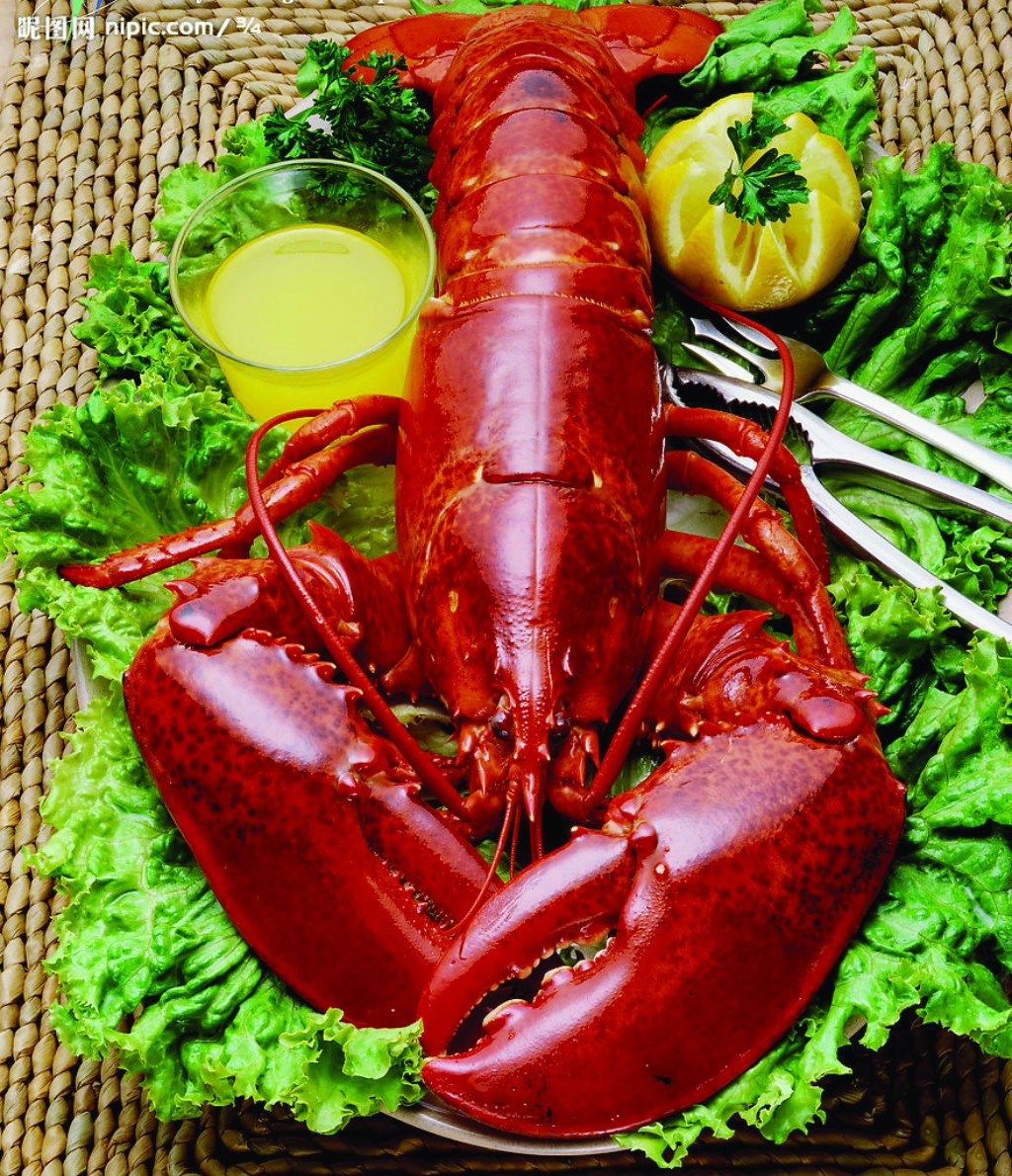 缅因龙虾