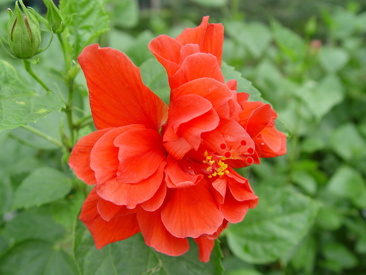 data-lemmaid="941102">木槿 /a>,红扶桑,红木槿,桑槿,火红花