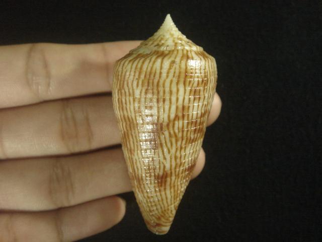  p>黑原芋螺(学名:asprella kuroharai)花纹清晰,贝壳厚实.