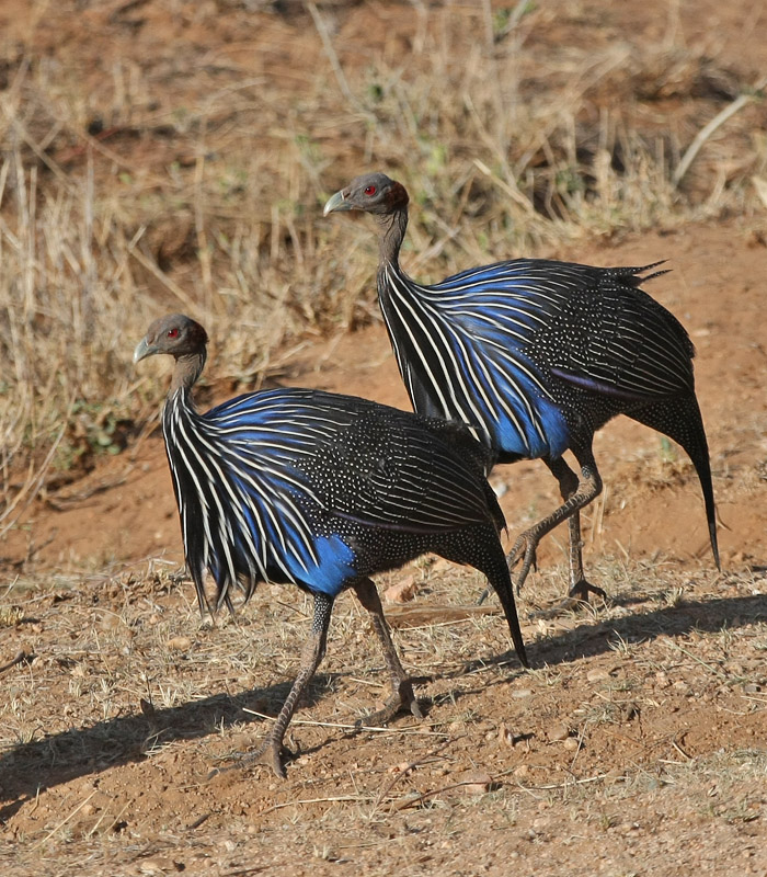 vulturine guineafowl