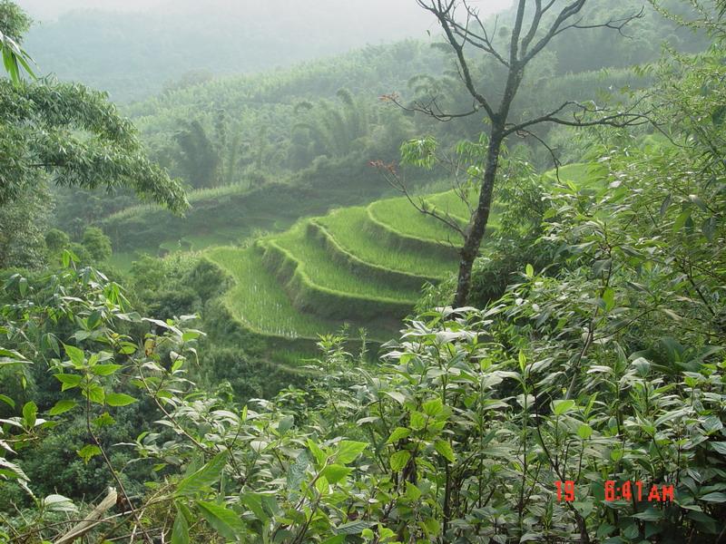  p>大山上寨村隶属于云南省德宏州陇川县王子树乡王子树行政村,属于