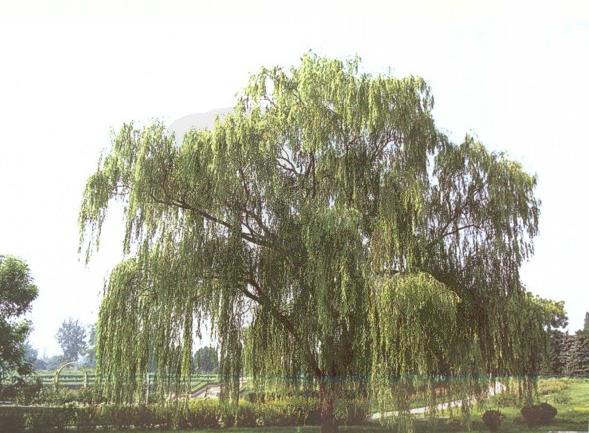 salix babylonica l.