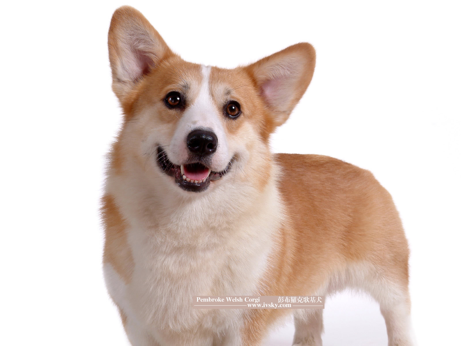  p>彭布罗克威尔士柯基犬低矮,强壮,结实而活跃,给人印象身体所占空间