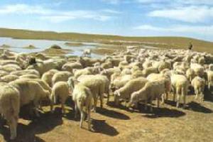 射手","弓弩兵",世居额尔敏(今吉林浑江),乌鲁特(今内蒙古兴安盟地区)