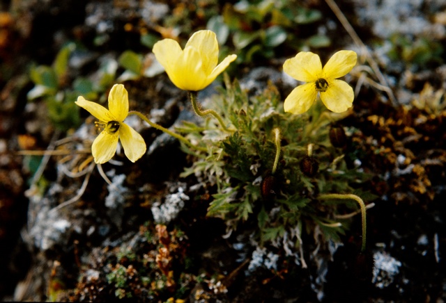  p>拉斯塔德北极罂粟,(拉丁学名:papaver radicatum laestadianum)