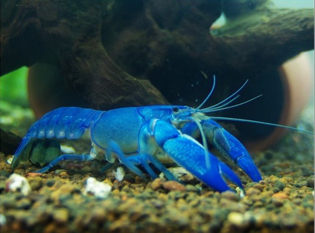  p>螯虾(crayfish;crawfish), a target="_blank" href="/item/十足目