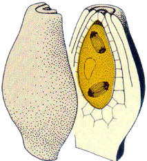  p data-id="gncnz39t5b">液泡(Ⅴacuole)是