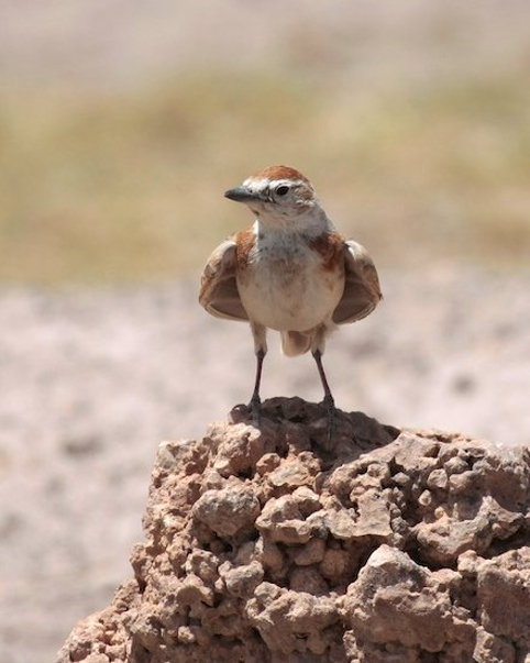  p>红顶短趾百灵(学名: i>calandrella cinerea /i>)是百灵科,短趾