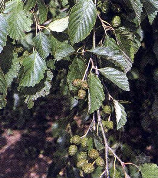 赤杨是桦木科<a href="#" data