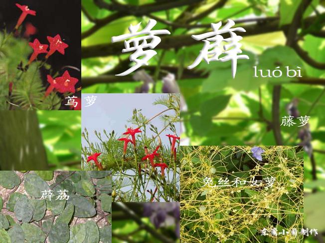 汉语词语,拼音luó bì,攀援的蔓生植物,也指女萝和薜荔;指隐士的服装