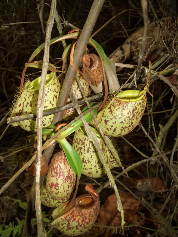 nepenthes × hookeriana