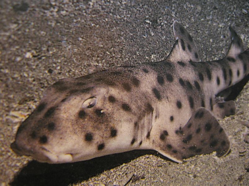  p>瓜氏虎鲨(学名:heterodontus quoyi)是虎鲨属(heterodontus)的一种