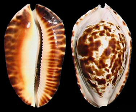  p>巴塔凯蒂宝螺是一种中腹足目,宝螺科贝类动物,螺壳尺寸49 - 62 mm.