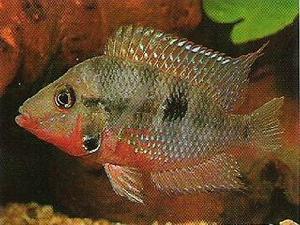  p>火口鱼,cichlasoma meeki,慈鲷科丽体鱼属,出