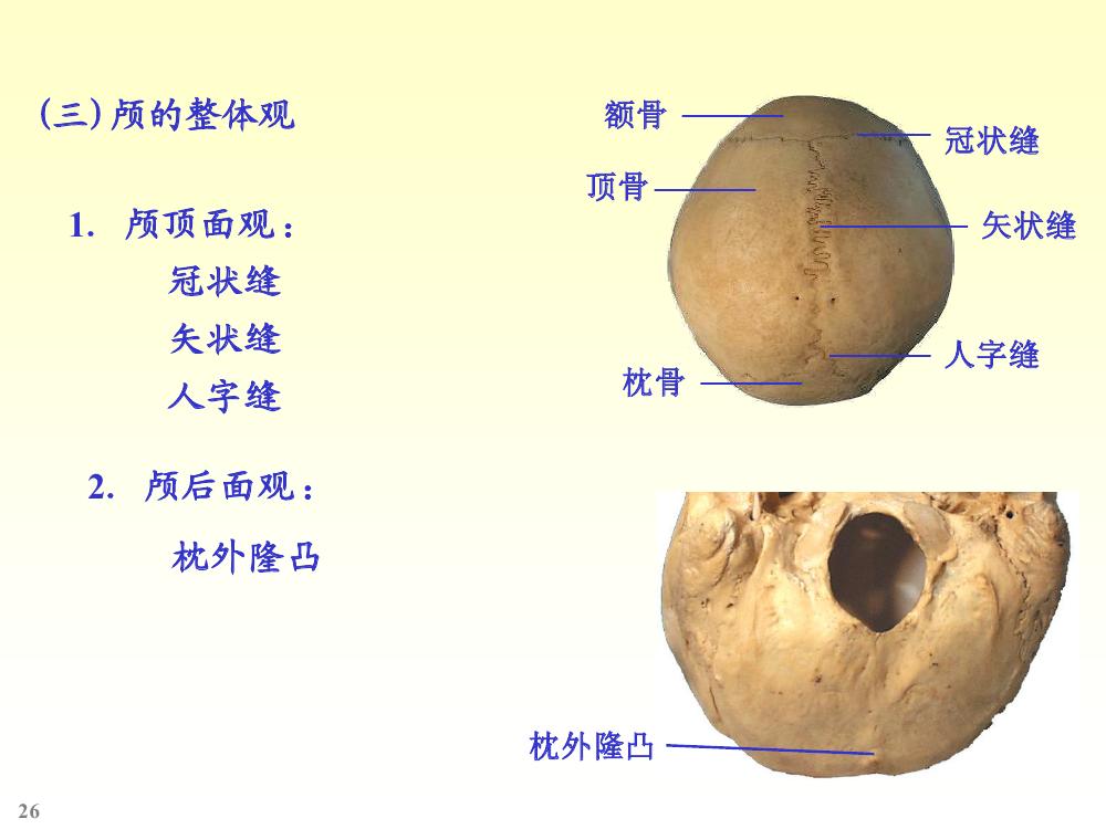 由脑颅骨与面颅骨组成.