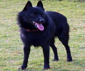 blank" href="/item/史奇派克犬">史奇派克犬