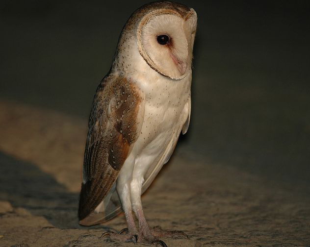  p>草鸮(学名: i>tyto longimembris /i>)是中等体型的 a target="