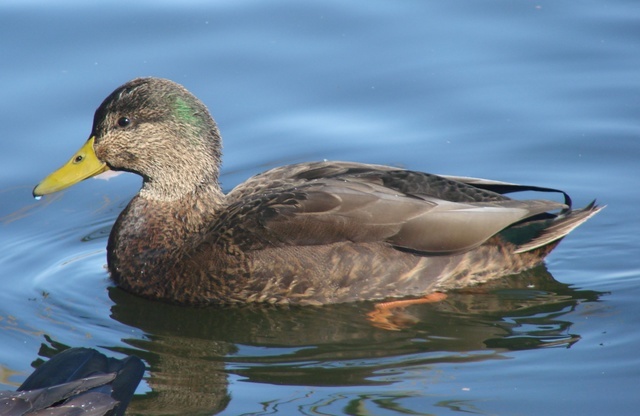  p>北美黑鸭(学名:anas rubripes)属鸭科鸭属中型 a href="#" data