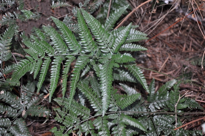  p>刺齿复叶耳蕨的植株高95厘米.