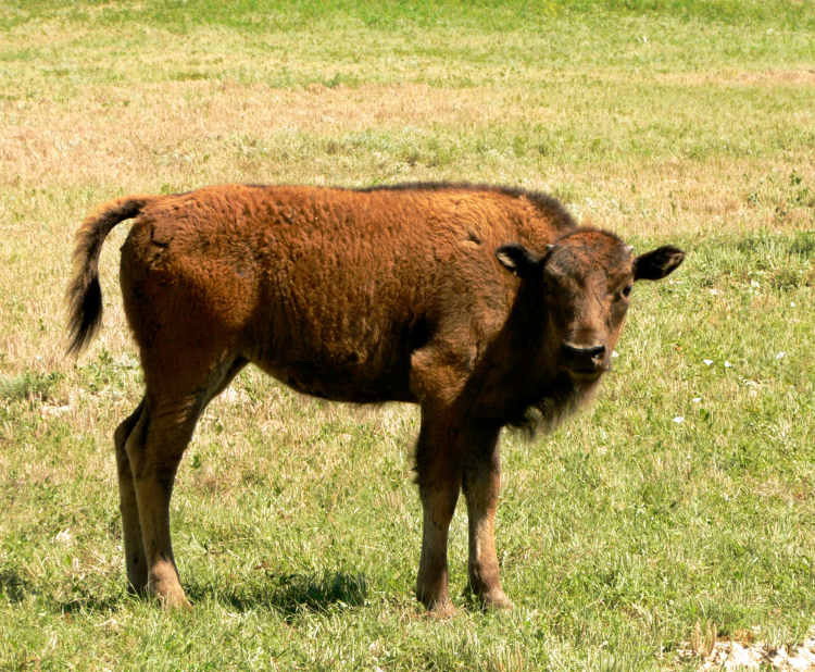  p>美洲草原野牛(学名:bison bison bison)是北美最大的哺乳类动物