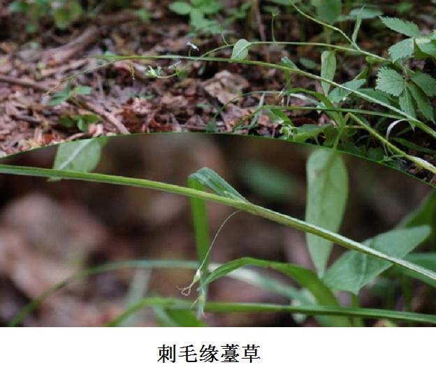 刺毛缘薹草(变种)