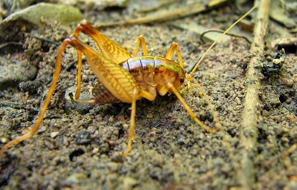  p>北美穴蟋螽(学名:ceuthophilus pallidus)触角超过体长,左,右上颚