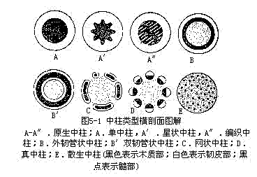  p>中柱(维管柱)是指 a target="_blank" href="/item/内皮层/376614"