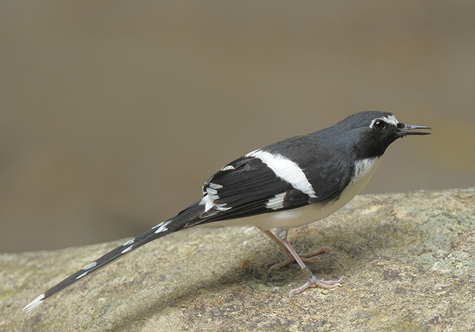  p>燕尾属(学名:enicurus )是雌雄鸫科下的一种属.
