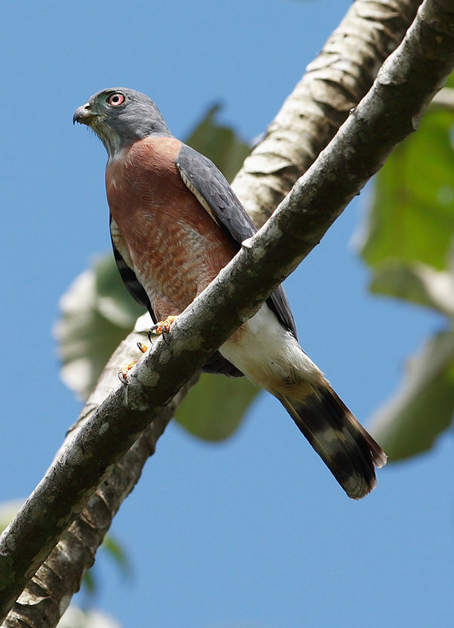  p>双齿鹰 (学名: i>harpagus bidentatus /i>):为鹰科齿鹰亚科的 a