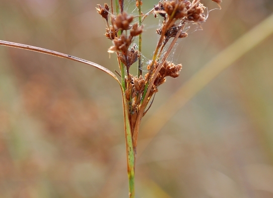  p>华东藨草(学名:scirpus karuisawensis),是莎草科藨草属植物,根状