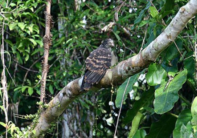 infuscatus)为鹰科黑长尾鵟属的 a target="_blank" href="/item/鸟类