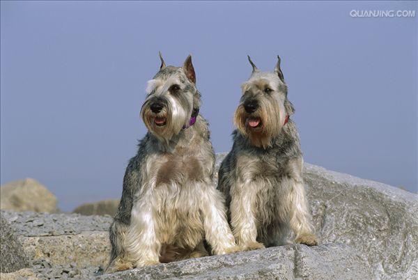 充沛,体格魁梧的 a href="#" data-lemmaid="1008601">梗犬 /a> i>, 