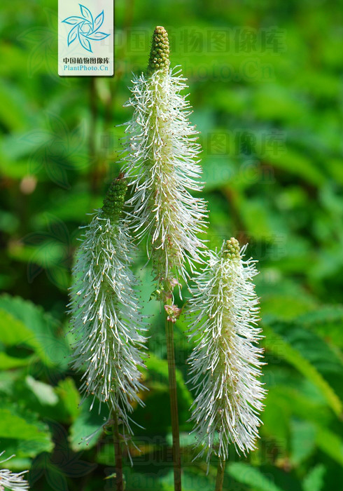  p> b>大白花地榆 /b>(学名: i>sanguisorba sitchensis /i>)是蔷薇科