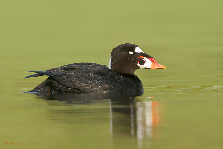  p>斑头海番鸭(学名: i>melanitta perspicillata /i>):体长约41厘米