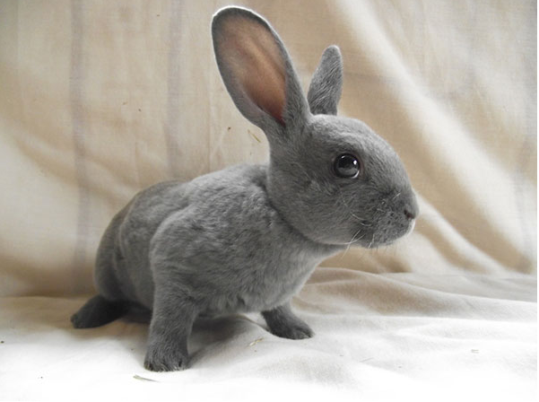  p>迷你雷克斯兔 i>(minirex) /i>,是一种小型兔,体重:1.4-2.
