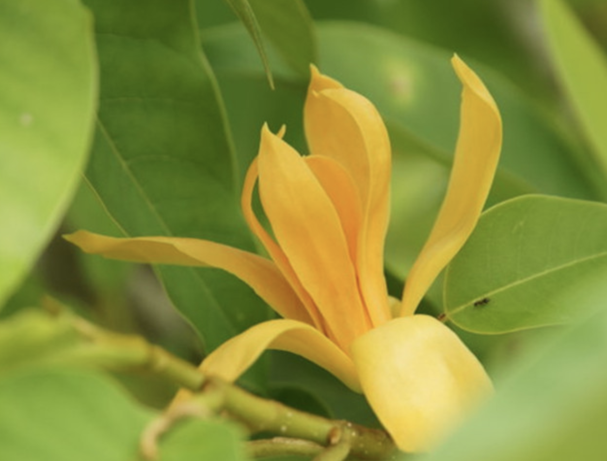  p>黄兰属(学名:cephalantheropsis guillaumin)是