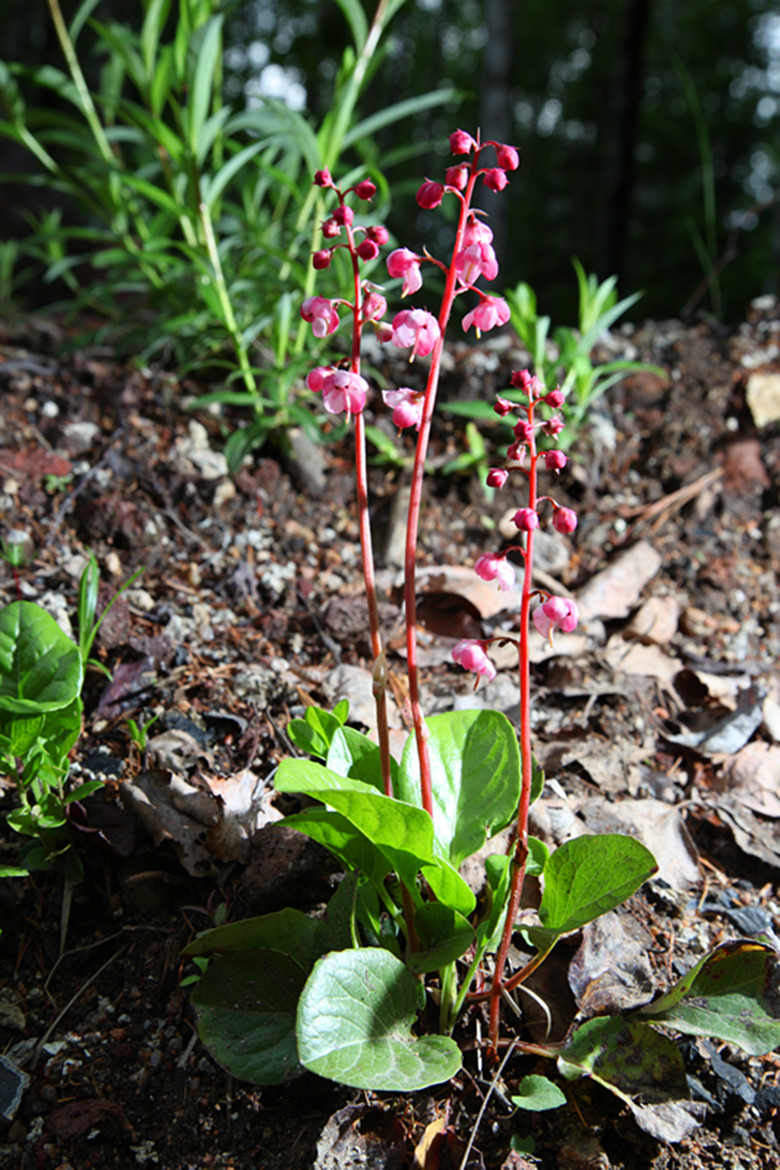  p>贵阳鹿蹄草(学名: i>pprola corbieri /i> levl.