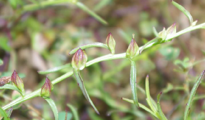  p>胡麻草属(学名: b>centranthera /b>&nbsp;r. br.