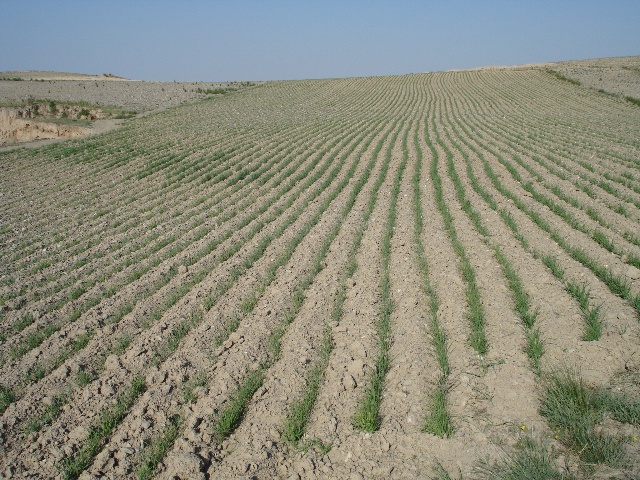 而压砂田,是中国西北宁夏地区独创的一种治沙模式. /p>