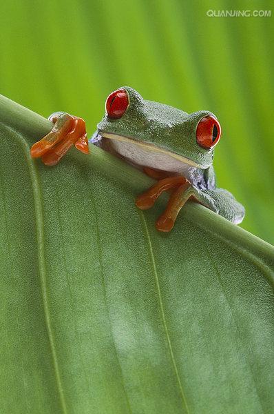  p>红眼树蛙是雨蛙的一种,属于雨蛙科,并不属于 a target="_blank"