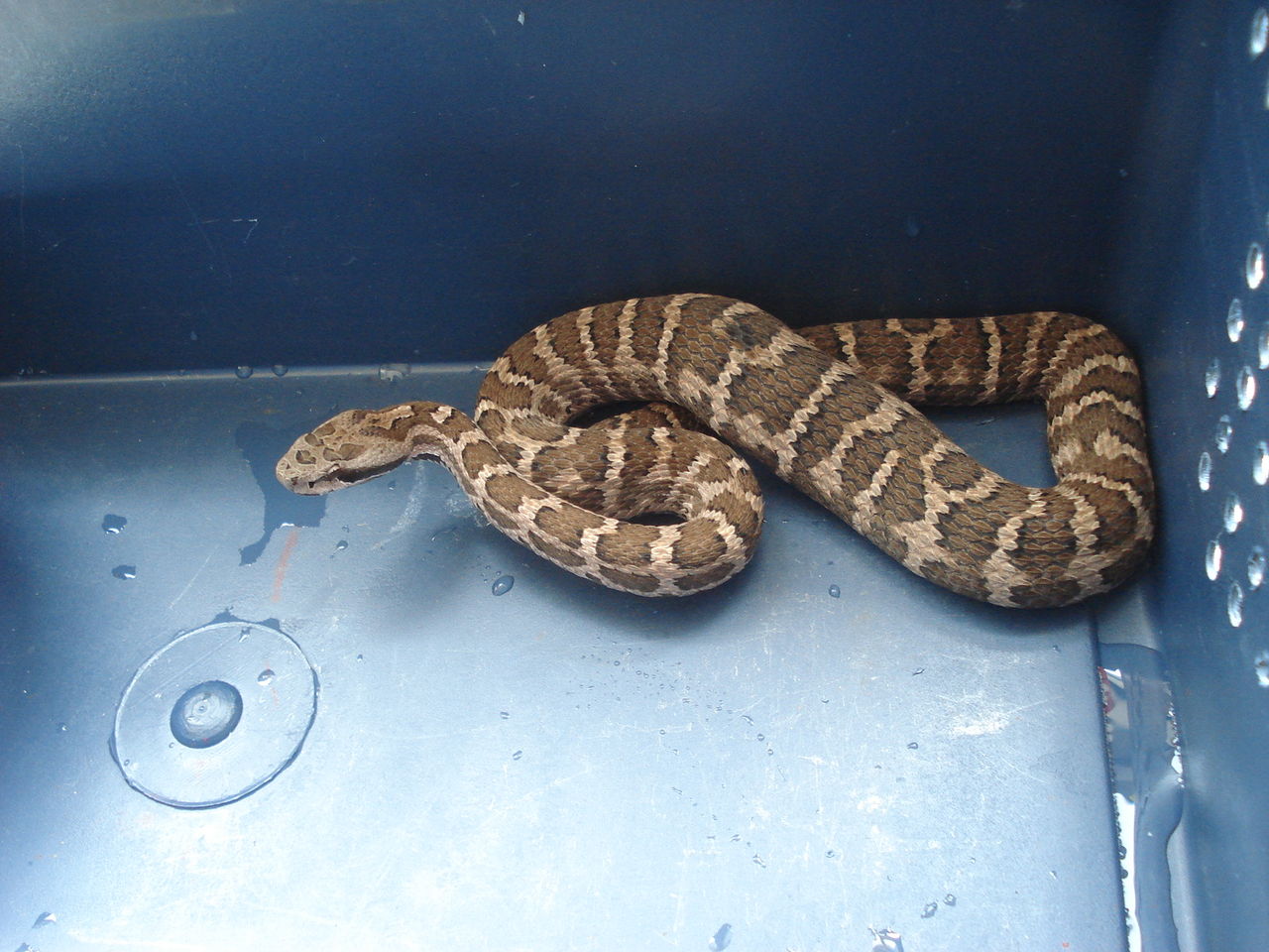 分布于亚洲中部俄罗斯,蒙古以及中国大陆的山西,内蒙古,陕西,甘肃