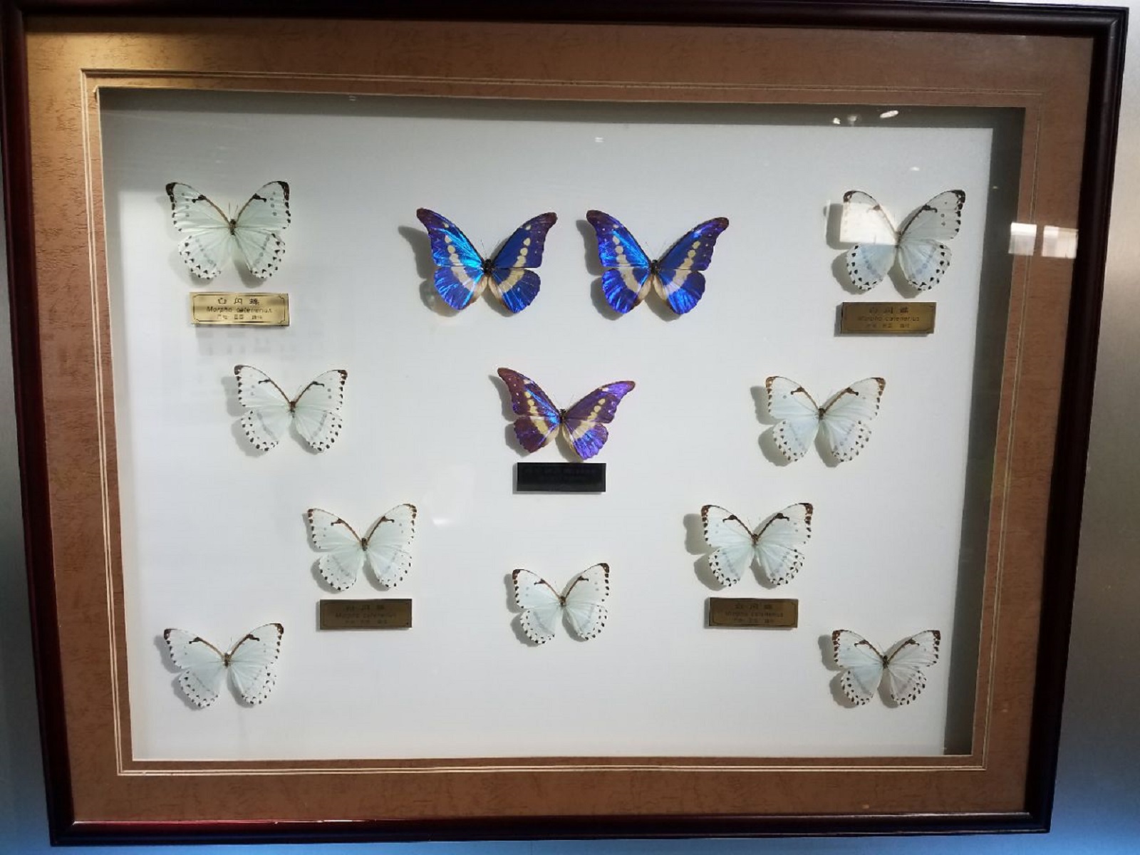  p>上海昆虫博物馆隶属 a href="#" data-lemmaid="4359465">中国科学