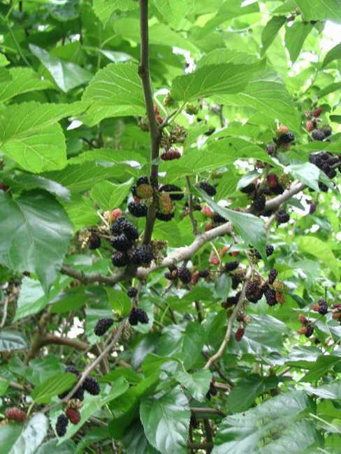 data-lemmaid="10503242">桑根白皮 /a>,桑白皮,伏蛇皮