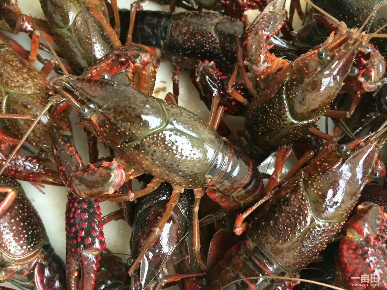  p>澳洲淡水小龙虾( i>cherax quadricarinatus /i>)属于 a href="#"