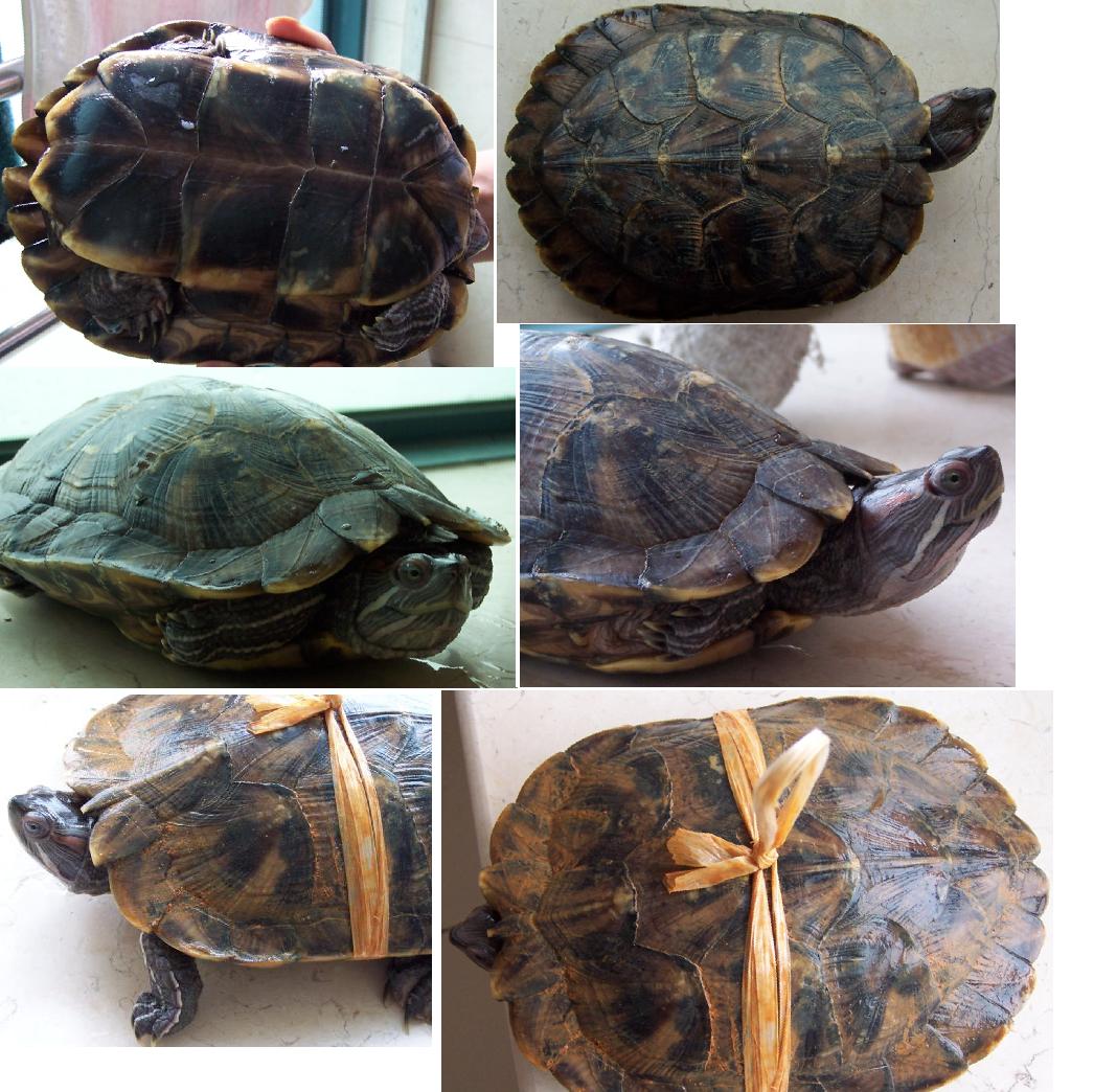  p>黄肚红耳龟是一种由人工饲养的珍稀龟类动物,因黄色肚皮红润的外观