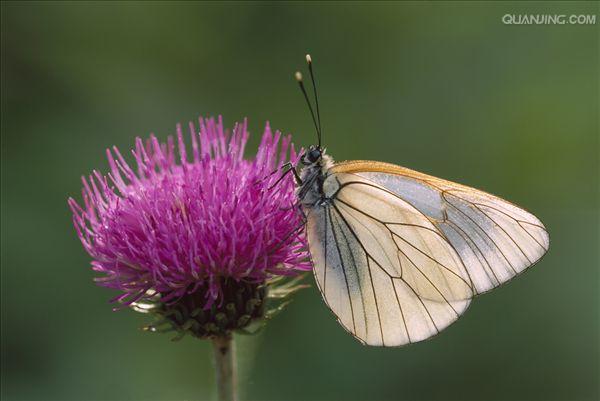  p>绢粉蝶(aporia crataegi linnaeus)是鳞翅目 a href="#">粉蝶科 /a