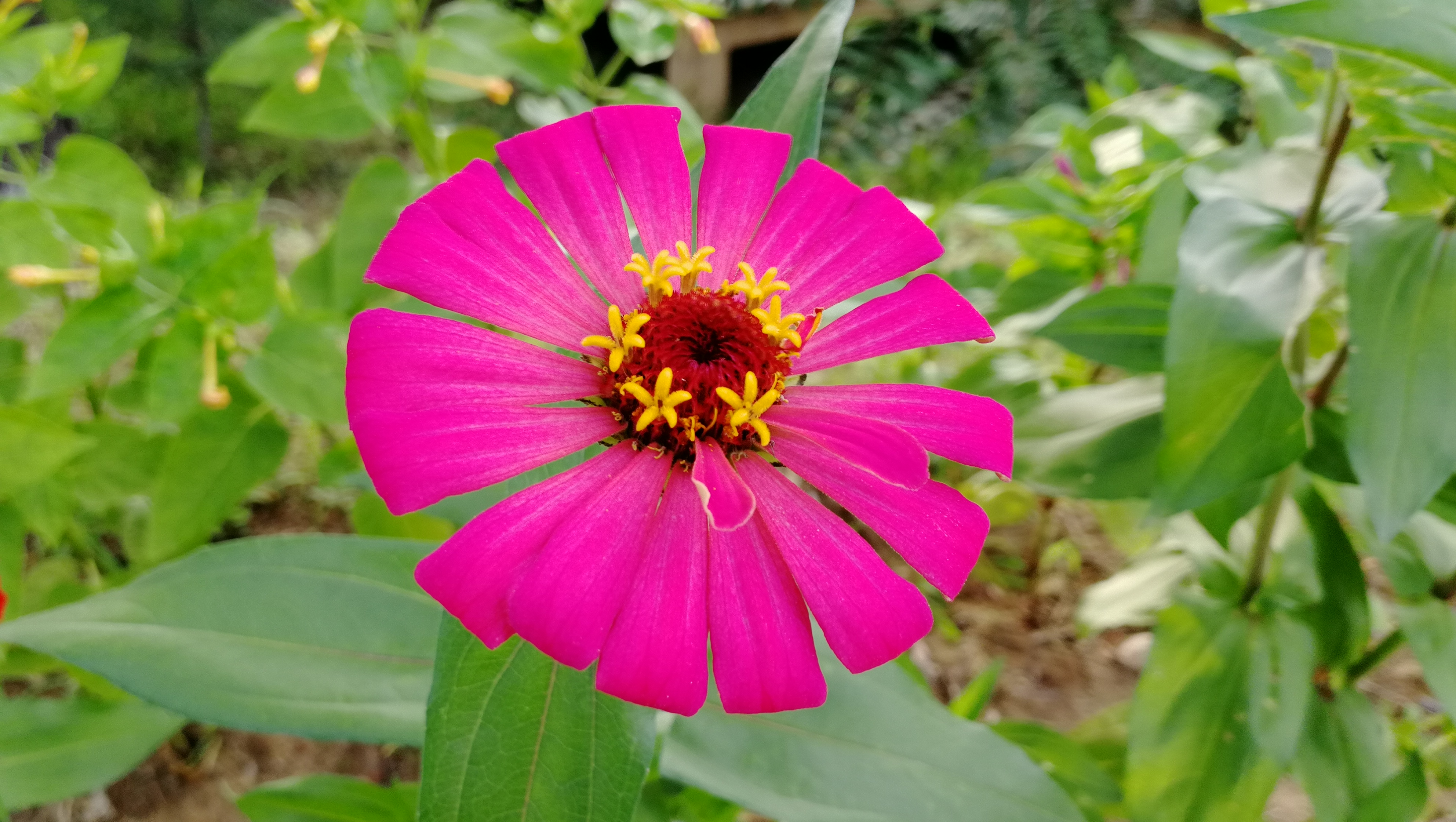  p>花卉,是具有观赏价值的草本植物,是用来描绘欣赏的植物的统称,喜阳