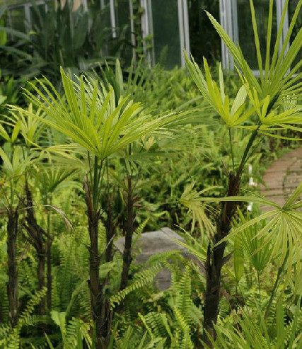  p>矮棕竹(学名: i>rhapis humilis /i>  bl.